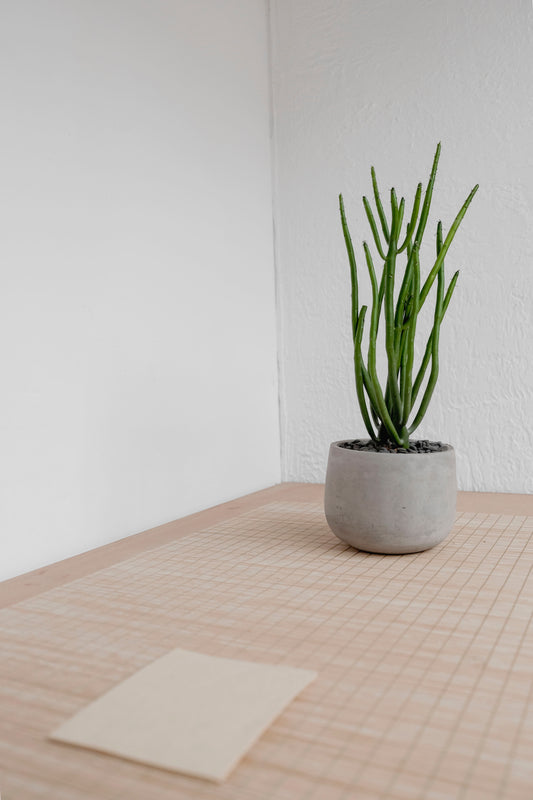 "Green Symphony: The Crucial Role of Plants and Plotters in Home Decor"